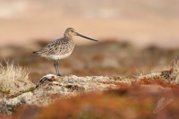 Brehous rudy - Limosa lapponica - Bar-tailed Godwit 2888